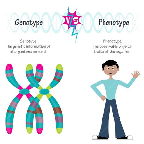 Ilustración vectorial de las diferencias entre genotipo y fenotipo | Vector Premium