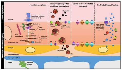 Cells | Free Full-Text | Targeting and Crossing the Blood-Brain Barrier with Extracellular Vesicles