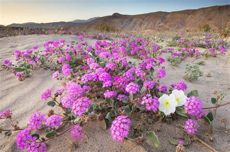 Lucy Littler: Anza Borrego Flowers 2019 : Anza Borrego Desert ...