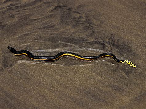 Deadly Yellow-Bellied Snake Found on Southern California Beach | Condé ...