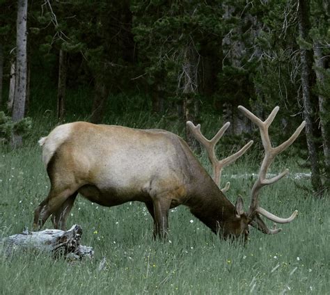 Elk at Yellowstone NP (July 2019) : NationalPark