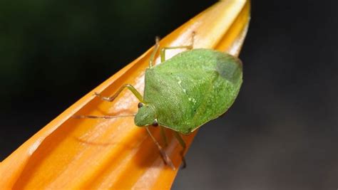 Green Vegetable Bug