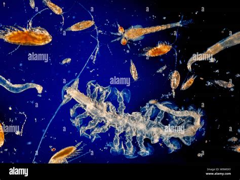 Zooplankton hi-res stock photography and images - Alamy