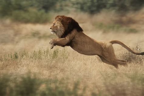 Discover How Fast Lions Can Run: Lion Speed - WildLifeGrow