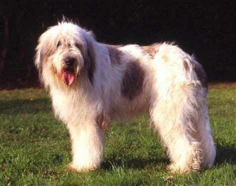 Mioritic Sheepdog vs American Foxhound - Breed Comparison