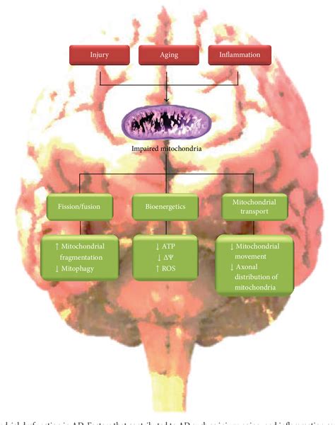 Figure 1 from Mitochondrial Dysfunction Contributes to the Pathogenesis ...