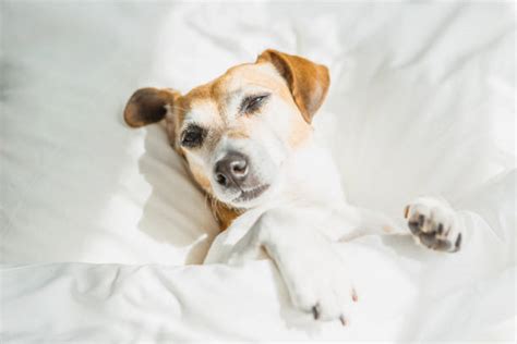 Dog Hiding Under Bed Stock Photos, Pictures & Royalty-Free Images - iStock