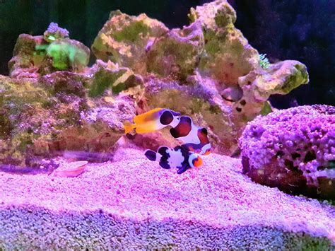 Foxface Fish: Complete Guide to Care, Breedings, Tank Size, and Disease - The Aquarium Guide