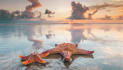 When to Get Starfish on the Beach? | Sciencing