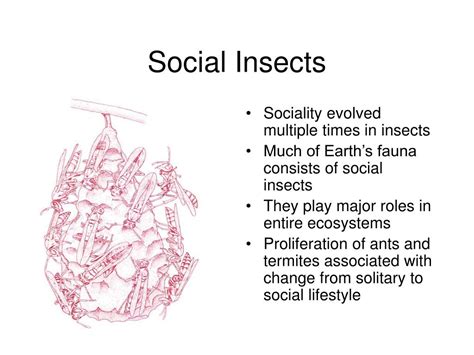 PPT - Social Insects PowerPoint Presentation, free download - ID:1019367