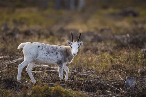 Reindeer - A-Z Animals