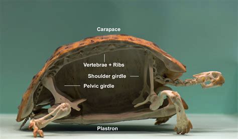 Turtle Respiratory System