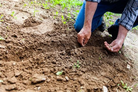 Sand or Soil: What is Best for Your Next Landscape Project? | Fra-Dor Tips