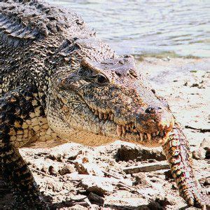 Cuban Crocodile | Discover Animals