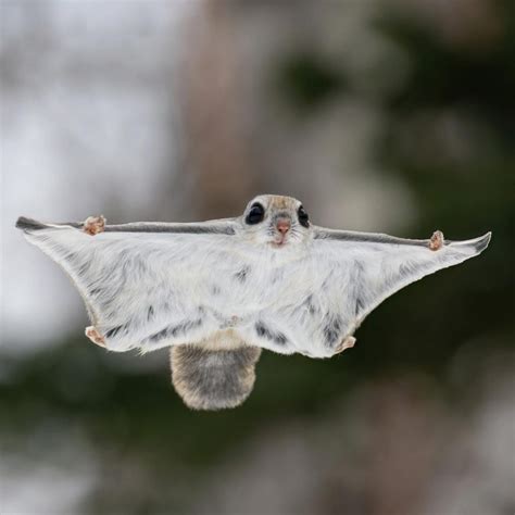 Japanese Dwarf Flying Squirrels That Are Probably Cutest Animals On Earth