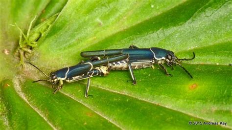 Pygmy mole crickets mating, Ripipteryx sp. | Mole cricket, Ecuador, Cricket