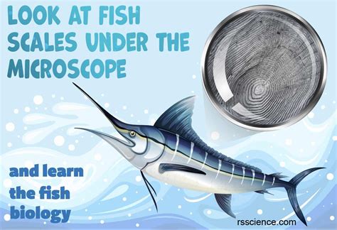 Fish Biology and Fish Scales - Look at fish scales under the microscope ...