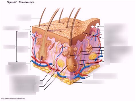 Skin structure Diagram | Quizlet