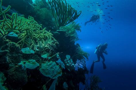 Wall diving in the Turks and Caicos: a glimpse at the abyss | Atlas & Boots