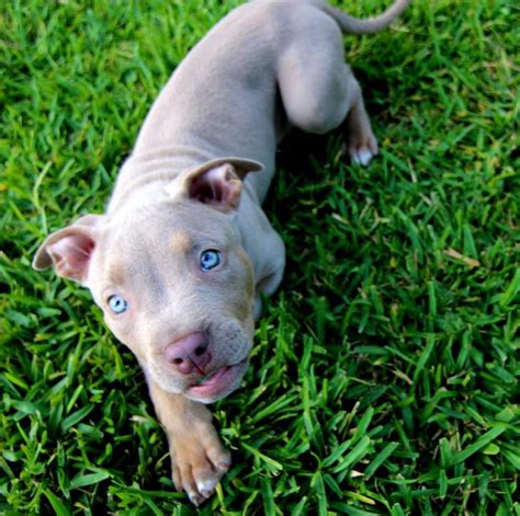 Pitbull blue eyes @therealtarzan | Pitbull terrier, Puppies, Dog friends