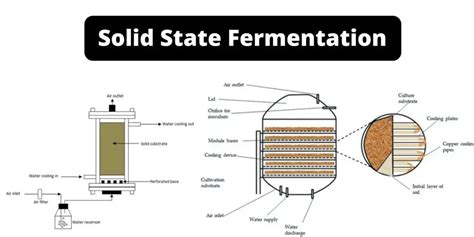 Solid State Fermentation (SSF) - Definition, Steps, Bioreactor, Applications - Biology Notes Online