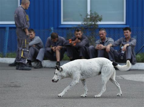 The forgotten dogs of Chernobyl, descended from abandoned pets after the nuclear disaster | PerthNow