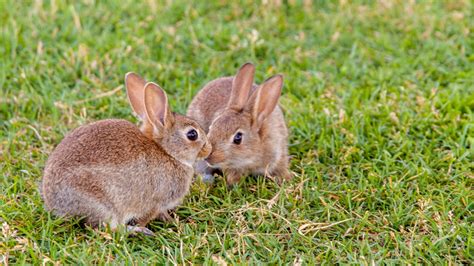 Neutering Your Rabbit | Reduce Aggression | Vets4Pets