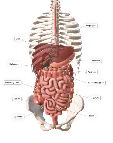 Anatomy Of The Human Stomach And Bariatric Surgery, 51% OFF