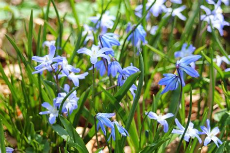 Gardening and Gardens: Little Blue Spring Flowers - What Are They?