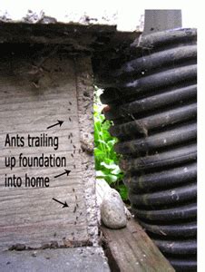 Odorous House Ants | Pest Control, Removal | Professional Pest Control & Exterminator | Tacoma ...