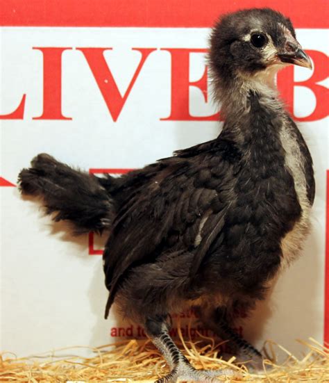 Murray McMurray Hatchery - 4 Week Old Black Australorp Black Australorp, Mcmurray Hatchery, Tiny ...