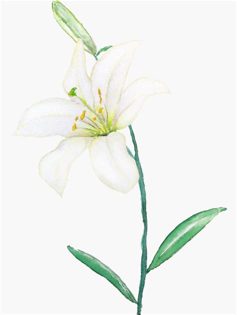 "white lily watercolor " Sticker by ColorandColor | Redbubble | Lilies drawing, Lily painting ...