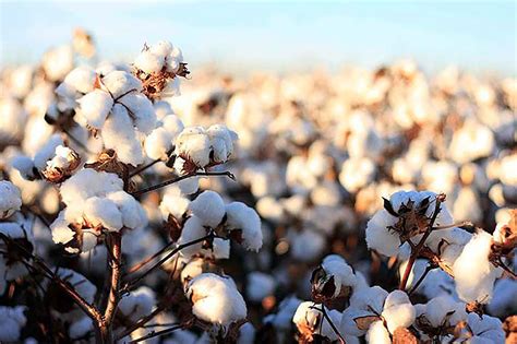 Cotton Uncovered - Why Organic Cotton? - Natracare