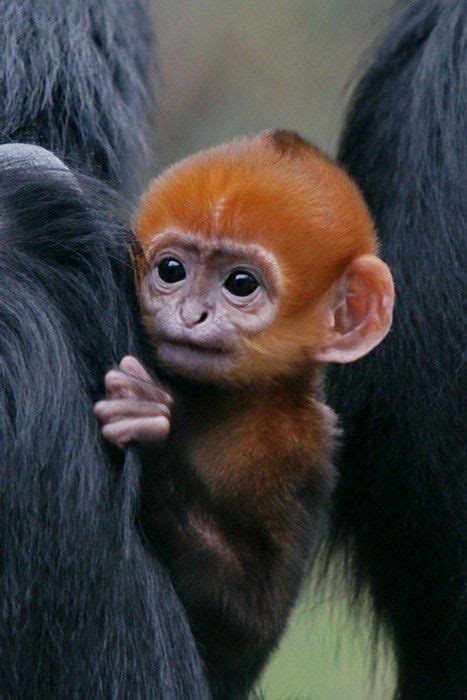 Francois Langur babies are orange during their first year of life | Interesting Pictures by ...