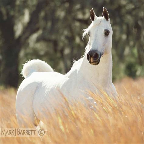 White Arabian Stallion | Joss Wallpapers