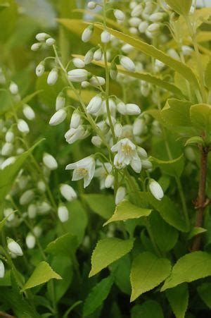 Chardonnay Pearls® Deutzia - Van Wilgen's Garden Center