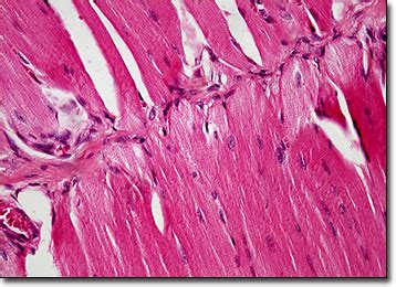 Smooth Muscle Tissue Under Light Microscope - bmp-extra