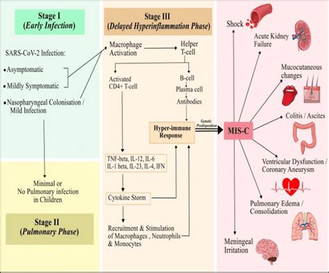 Pathogenesis of MIS-C in children. | Download Scientific Diagram