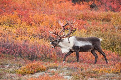 Alaska Wildlife photo gallery