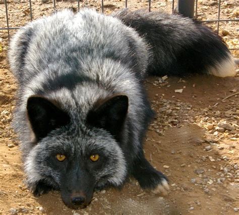 Domesticated Silver Fox - WANT! | Weird animals, Pet fox, Animals