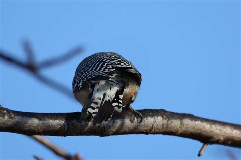 Christmas Bird Count season is here! — Chicago Audubon Society