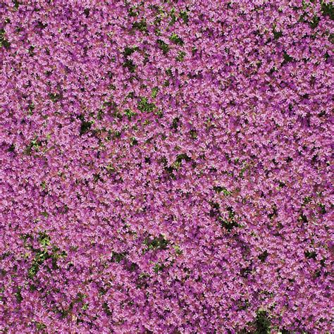 Creeping Thyme Ground Cover Roll-Out Flower Mat | Creeping thyme, Ground cover, Ground cover flowers