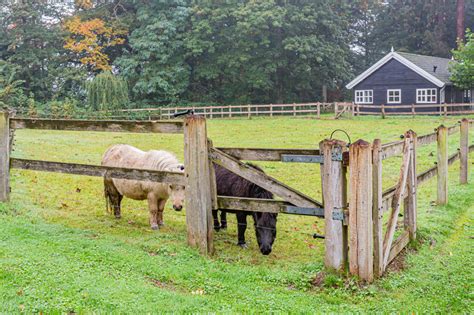 Mini Horse Farm near me - HorseKY