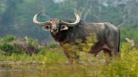 Wild Water Buffalo: Facts | RoundGlass | Sustain