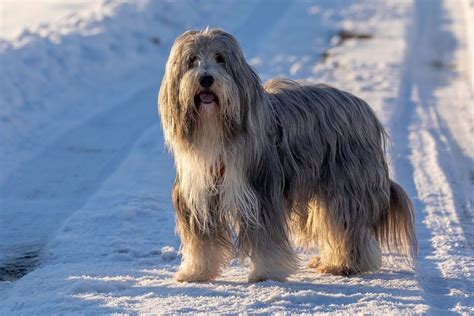 Top 10 Long-Haired Dog Breeds You Need To Know | FitBark