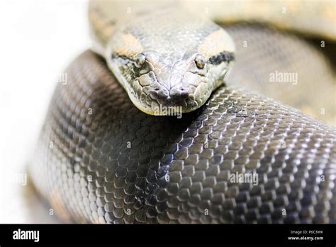 Snake looking at camera hi-res stock photography and images - Alamy