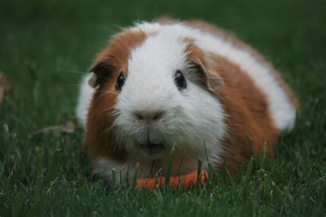 6 Reasons Why Guinea Pigs Are Great Pets - PetHelpful