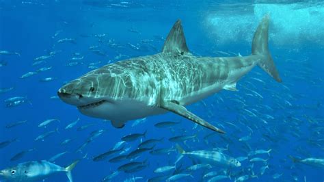 Secrets of Great White Shark Migration | California Academy of Sciences