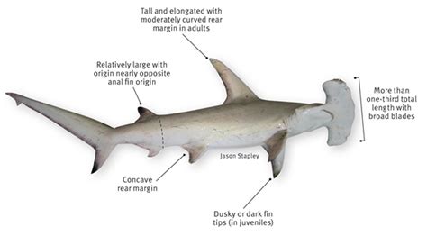 great hammerhead shark anatomy - Clip Art Library