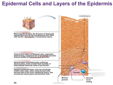 Epidermis Diagram Labeled